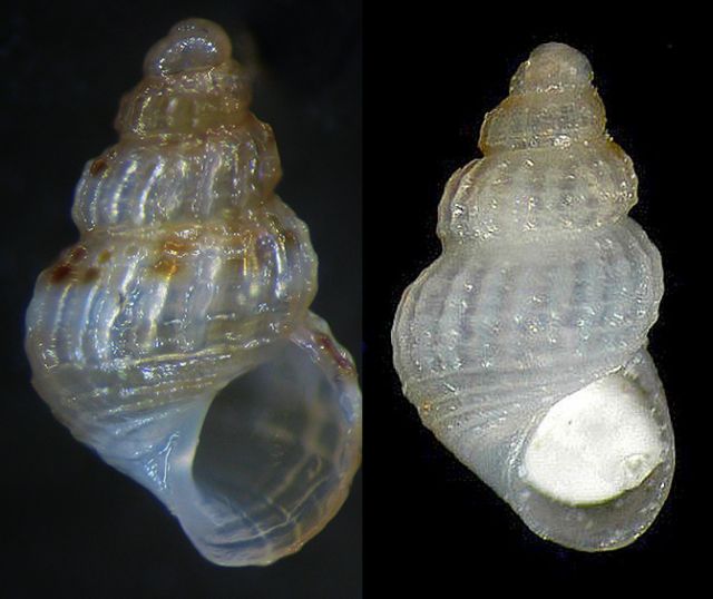 Alvania sculptilis?